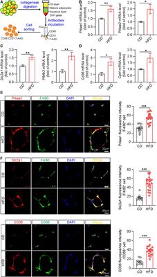 Prkaa1 Metabolically Regulates Monocyte/Macrophage Recruitment and Viability in Diet-Induced Murine Metabolic Disorders